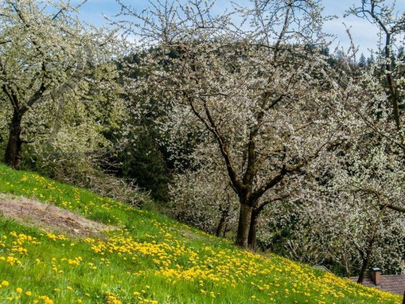 Ferienwohnung Schneckenhus Lautenbach Exteriör bild
